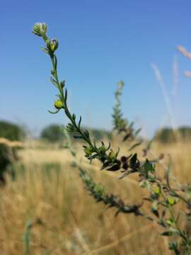 Image of European stickseed