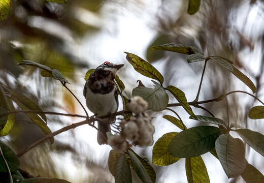 Image of Brown-throated Wattle-eye