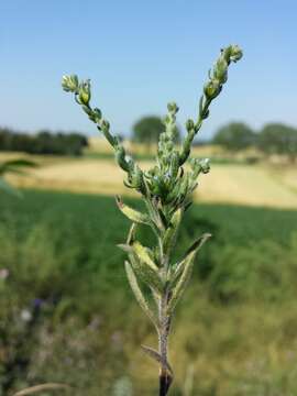 Image of European stickseed