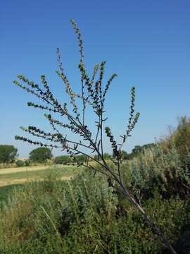 Image of European stickseed