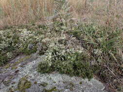 Melicytus angustifolius subsp. divaricatus Stajsic & R. F. Douglas resmi