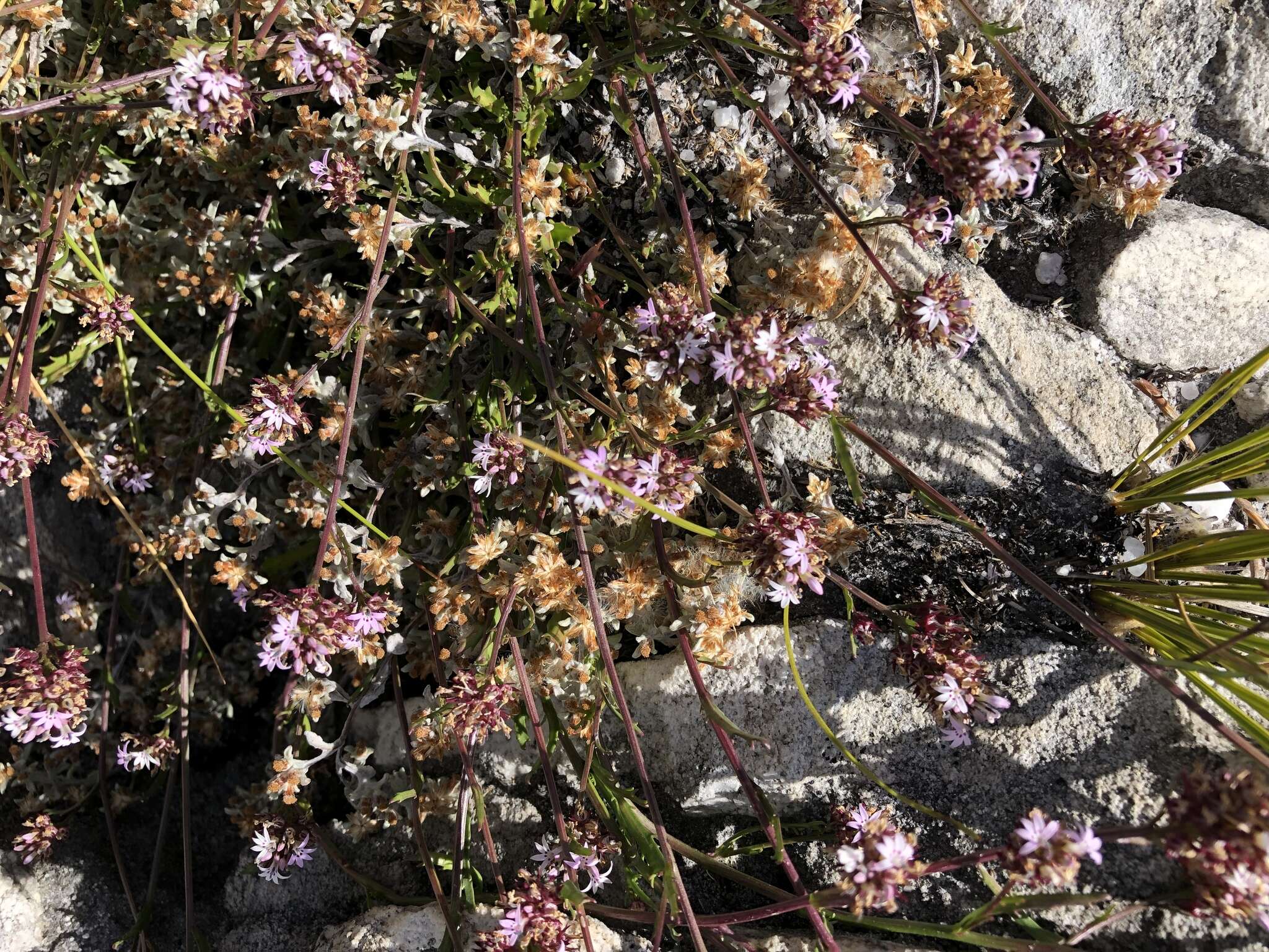 Lobelia jasionoides var. jasionoides resmi