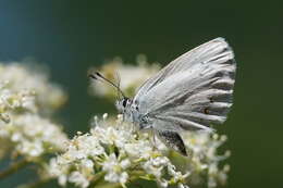 صورة <i>Plebejus anna ricei</i> Cross 1937