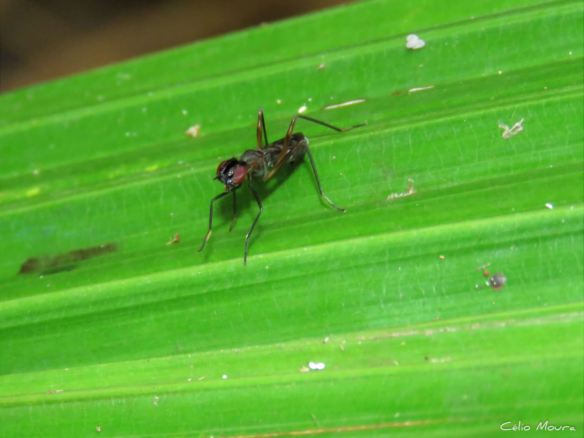 Cardiacephala guttata (Walker 1853) resmi