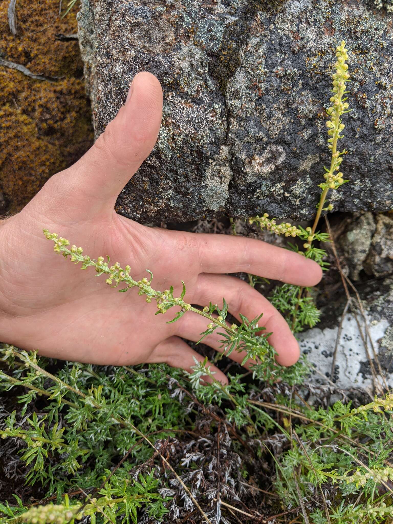 Image of Michaux's wormwood