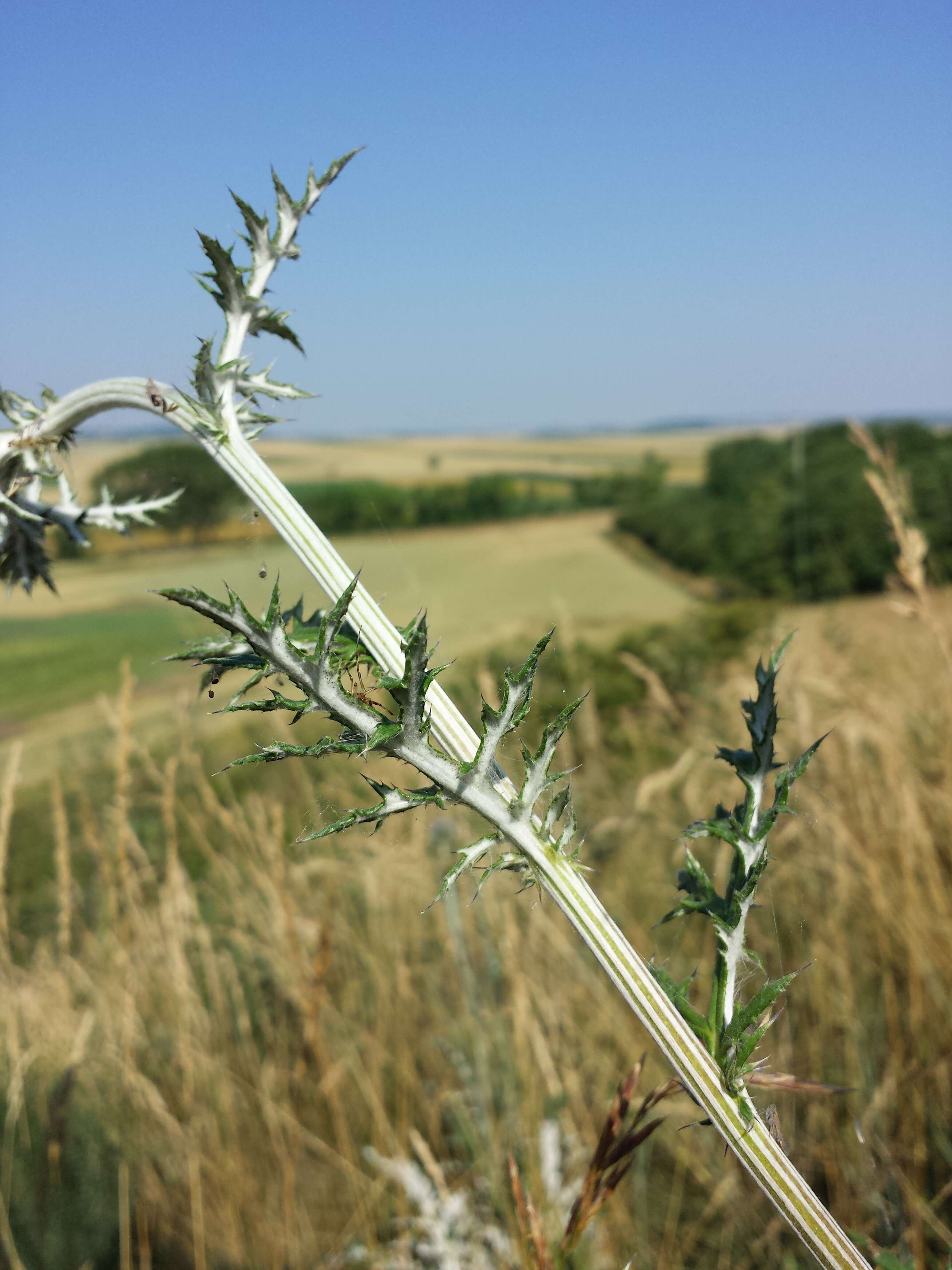 Image of southern globethistle