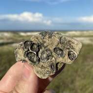 Image of crested oyster