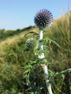 Image of southern globethistle