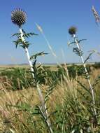 Image of southern globethistle