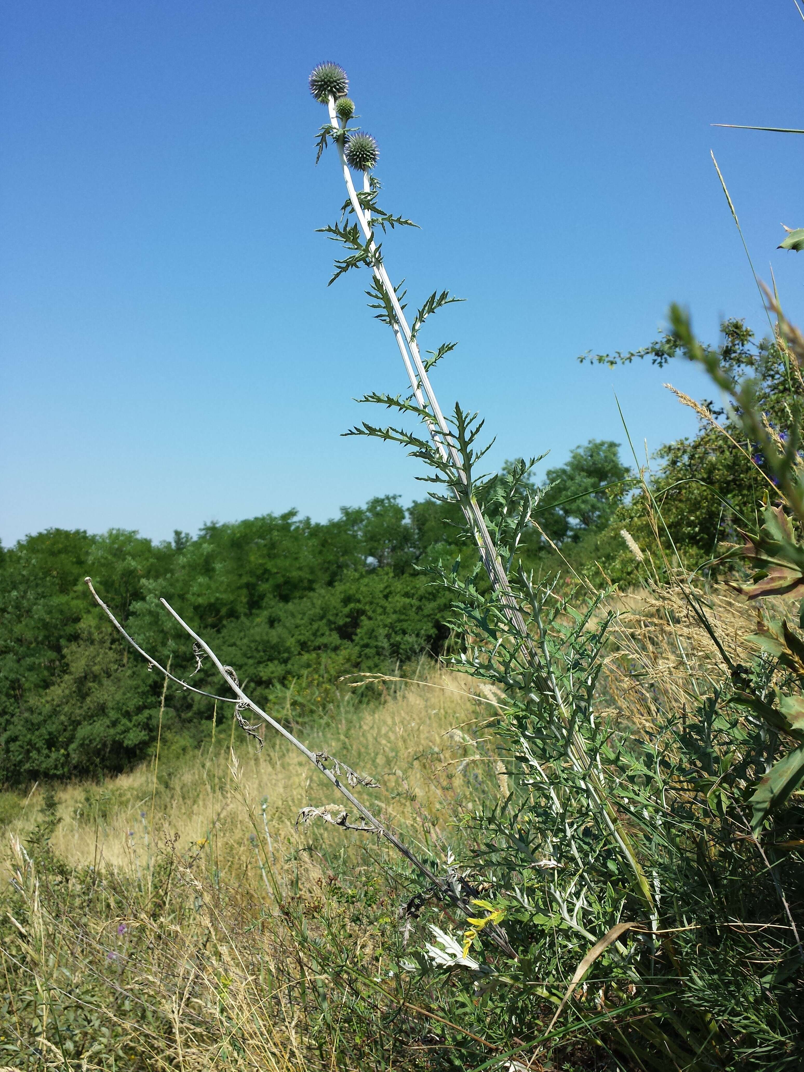 Image of southern globethistle