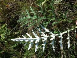 Image of southern globethistle