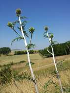 Image of southern globethistle