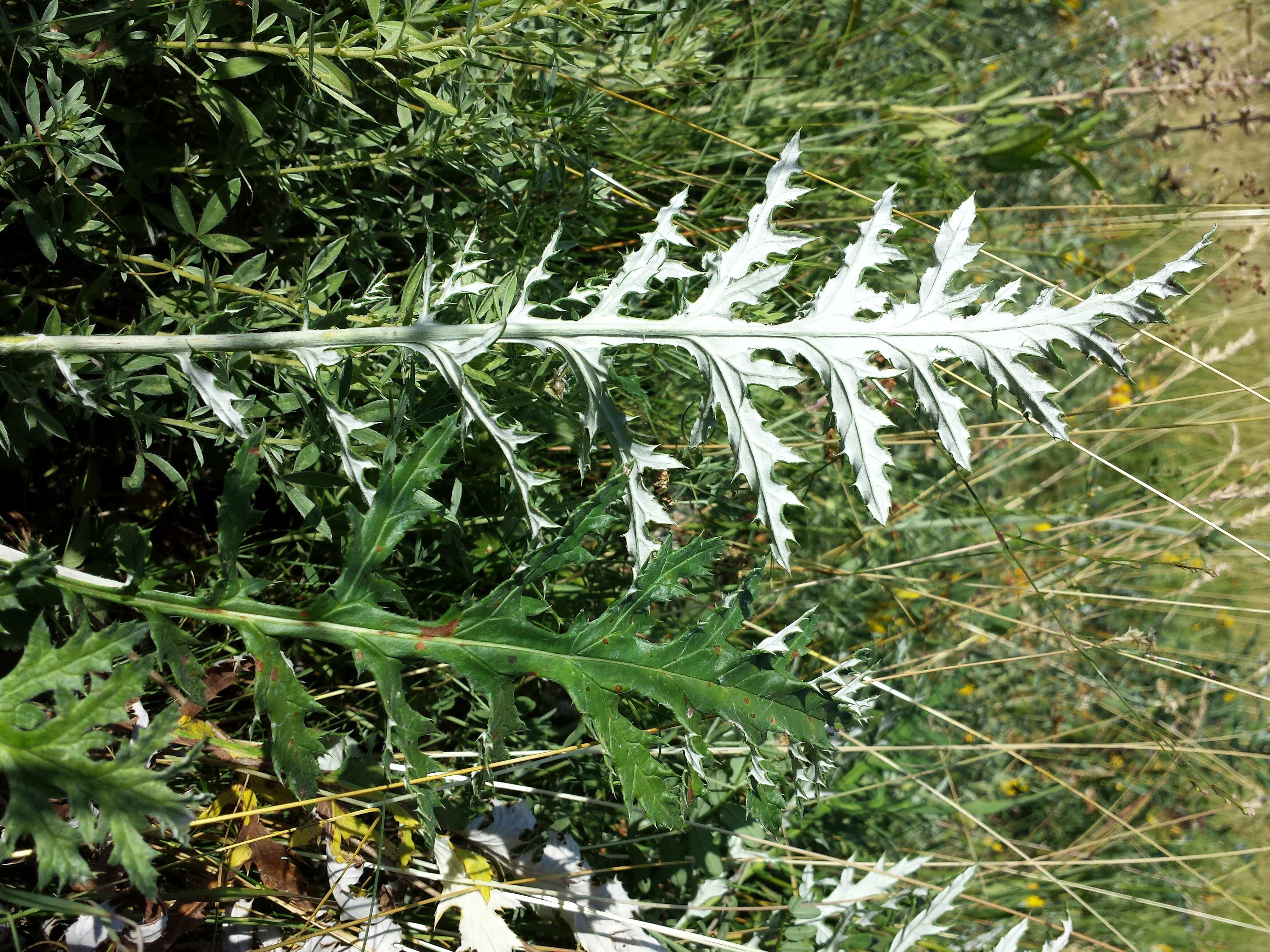 Image of southern globethistle