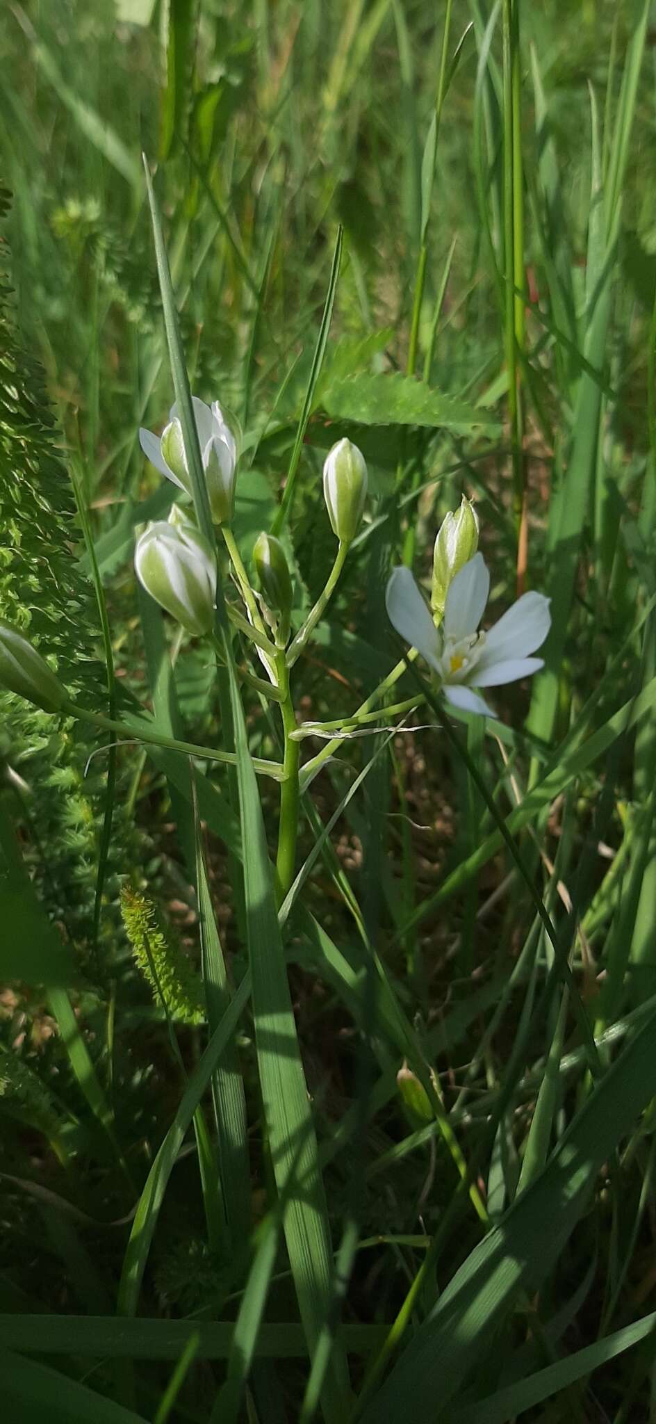 Image of Ornithogalum orthophyllum subsp. kochii (Parl.) Zahar.