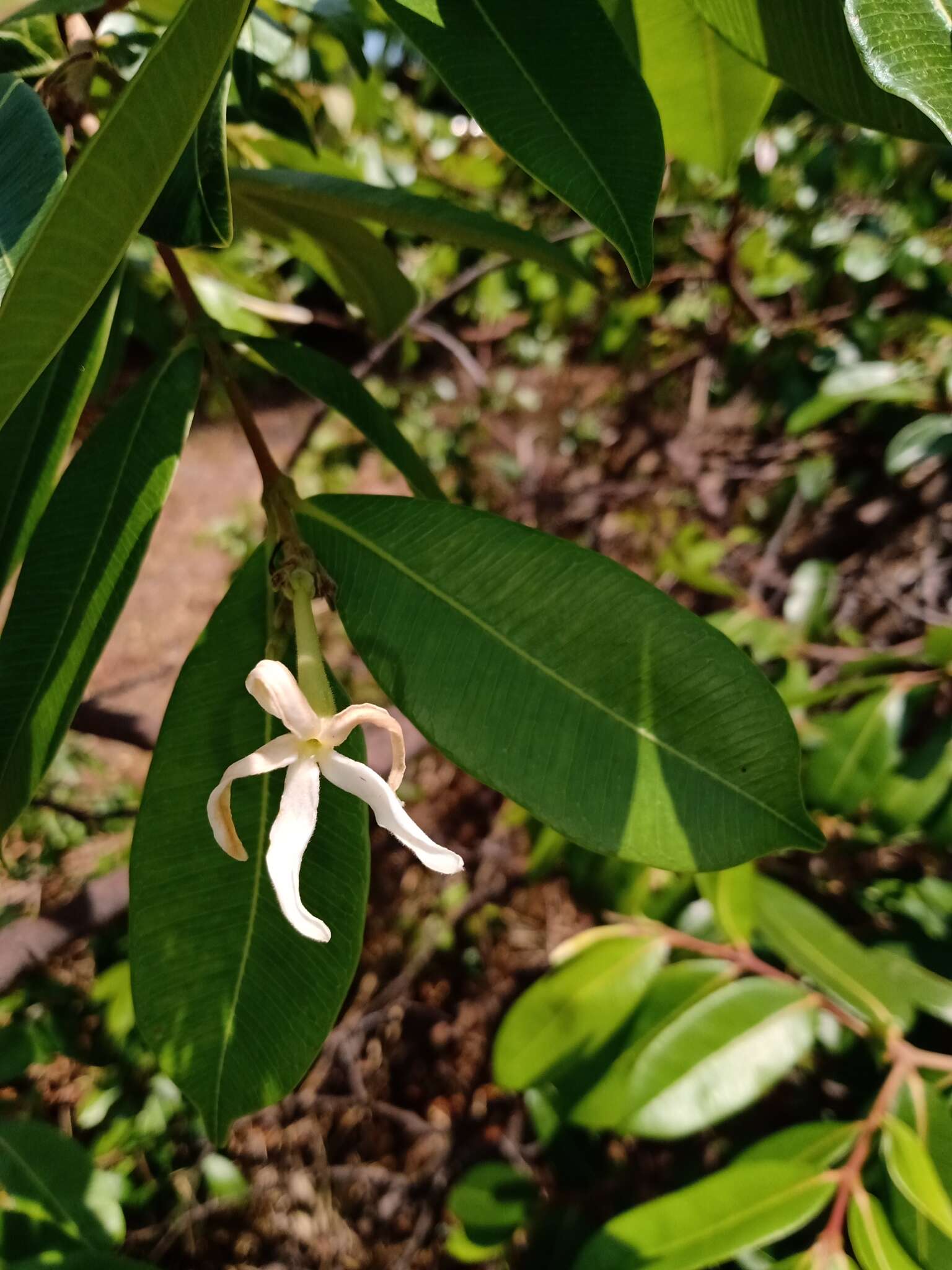 Image of hancornia