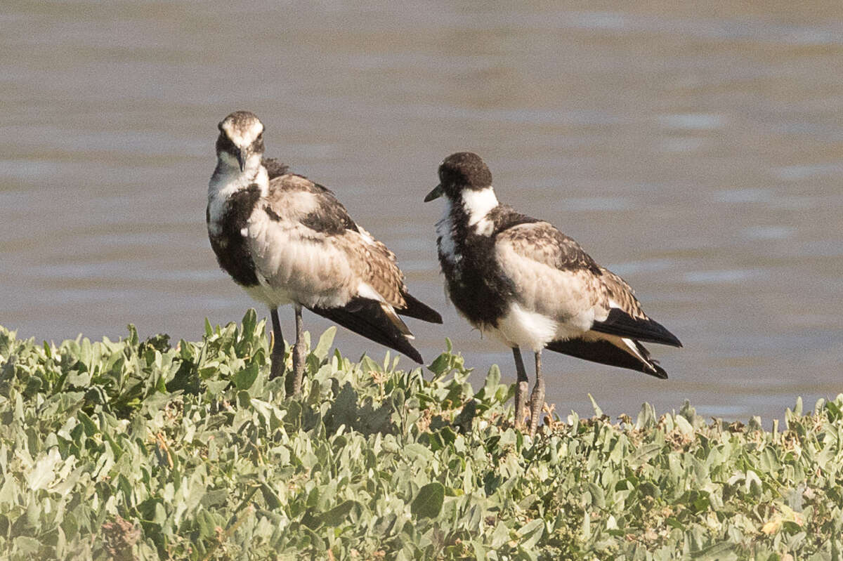 Image of Blacksmith Lapwing