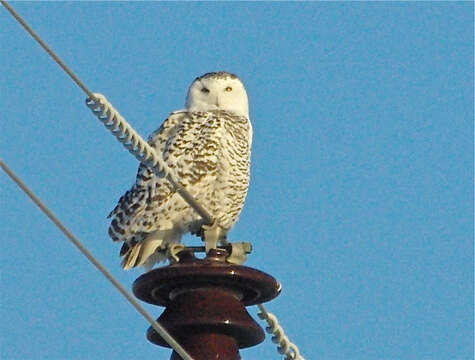 Image of Snowy Owl