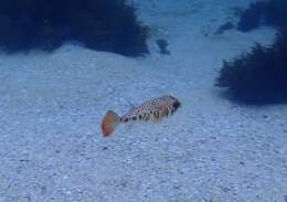 Image of Smooth Toadfish