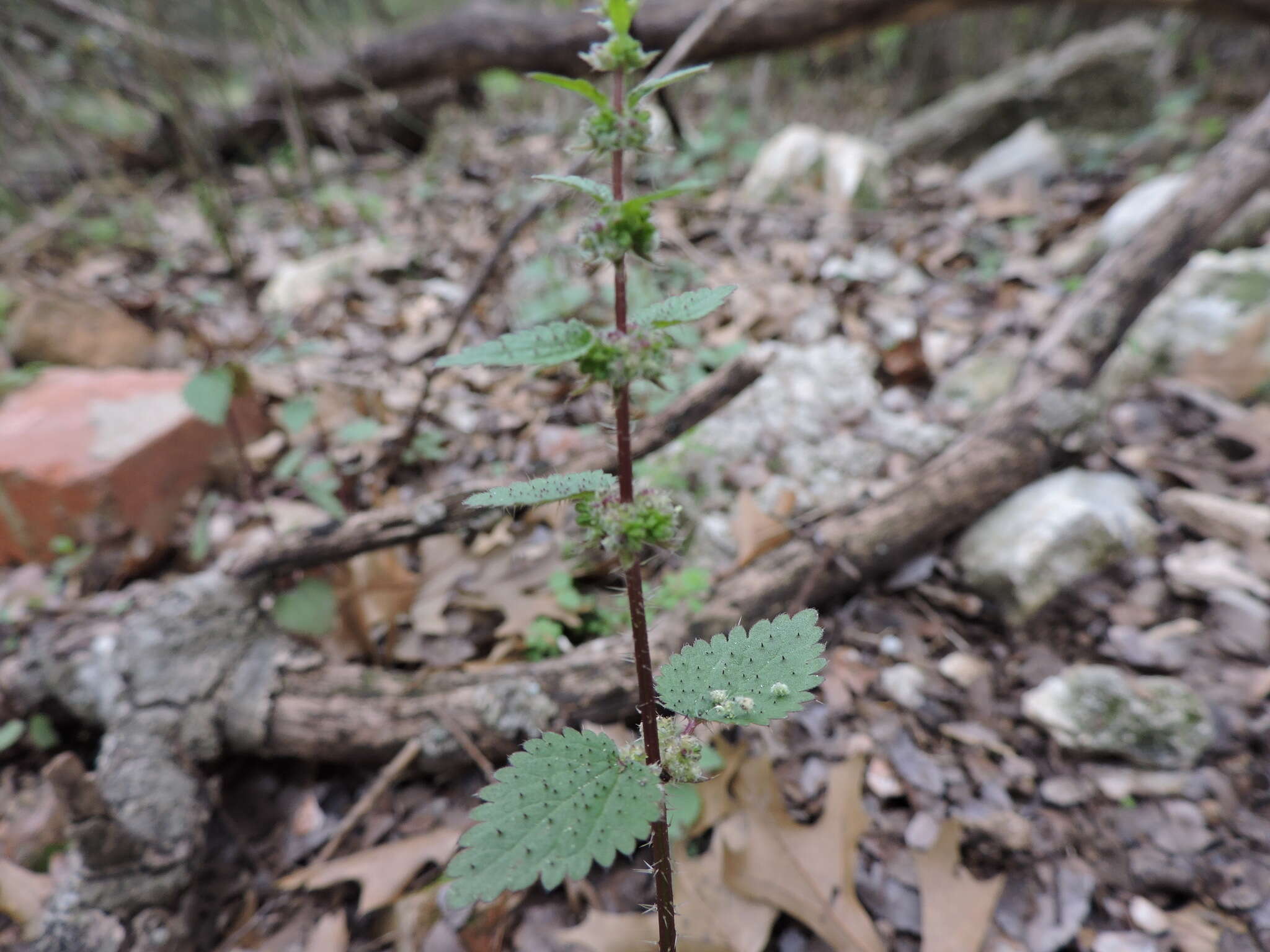 Слика од Urtica chamaedryoides Pursh