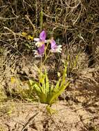 Image de Sparaxis variegata (Sweet) Goldblatt