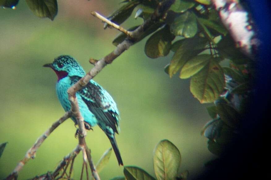 Слика од Cotinga cayana (Linnaeus 1766)