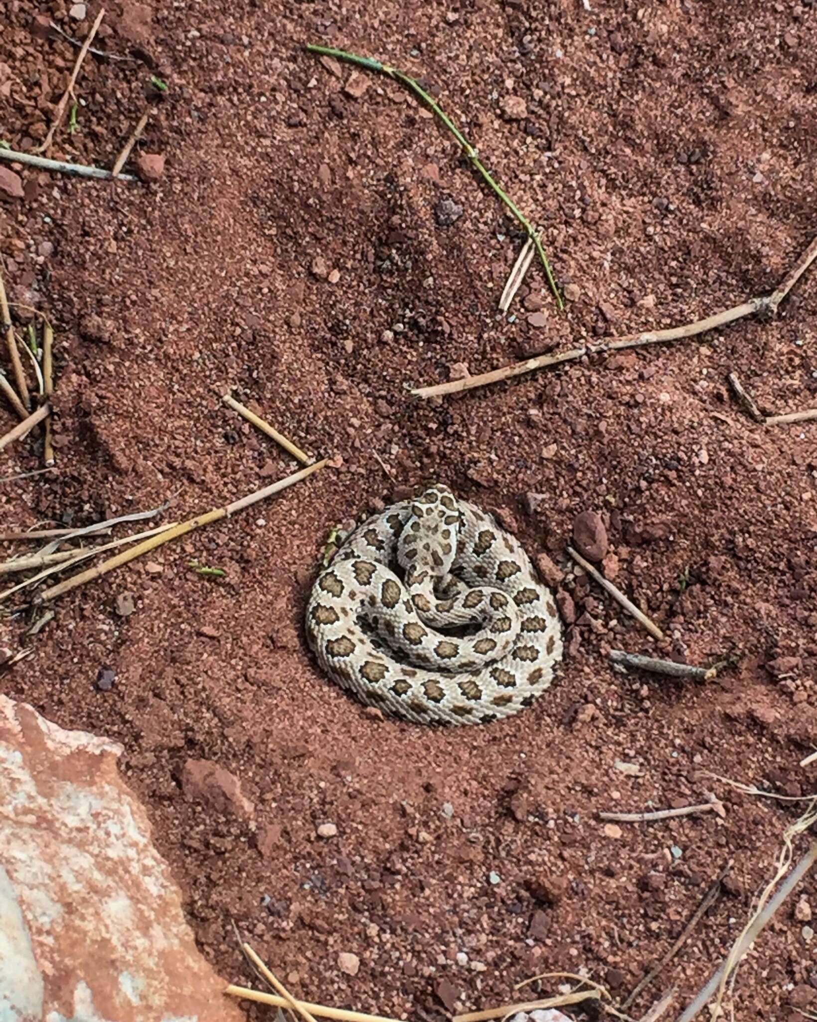 Imagem de Crotalus oreganus concolor Woodbury 1929