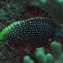 Image of Bluespotted wrasse