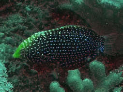 Macropharyngodon cyanoguttatus Randall 1978 resmi