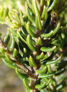 Image of Phylica axillaris var. maritima Pillans