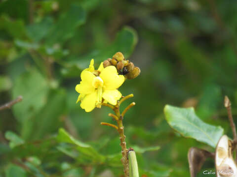 صورة <i>Cenostigma bracteosum</i>