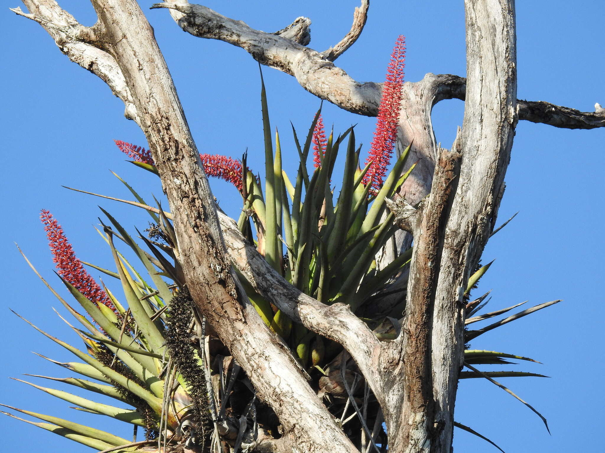 Imagem de Aechmea huebneri Harms