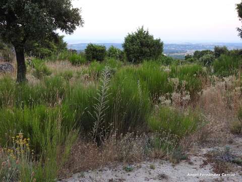 Image de Jasione crispa subsp. sessiliflora (Boiss. & Reut.) Tutin