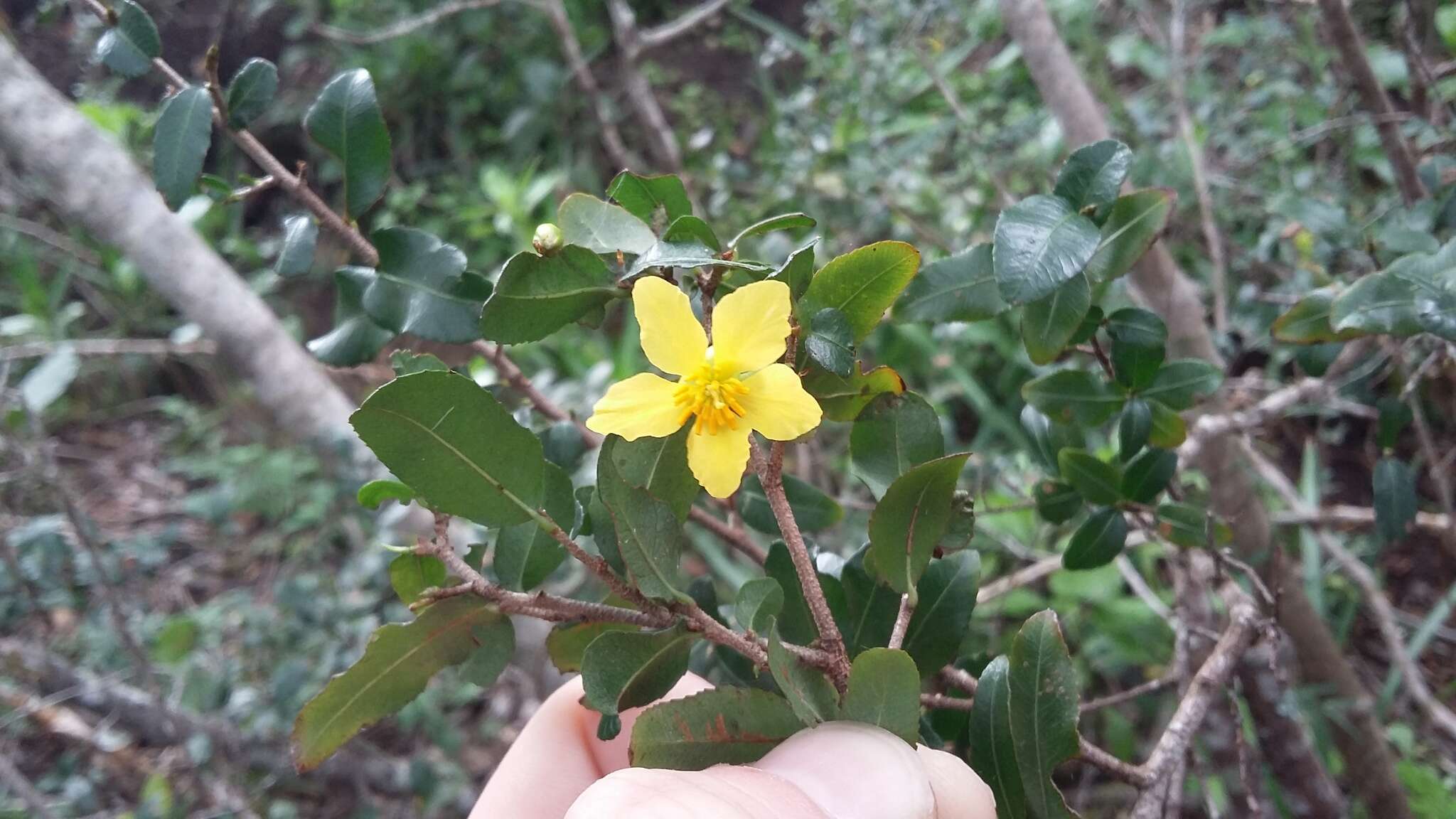 Plancia ëd Ochna serrulata (Hochst.) Walp.