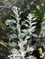 Image of Roman wormwood