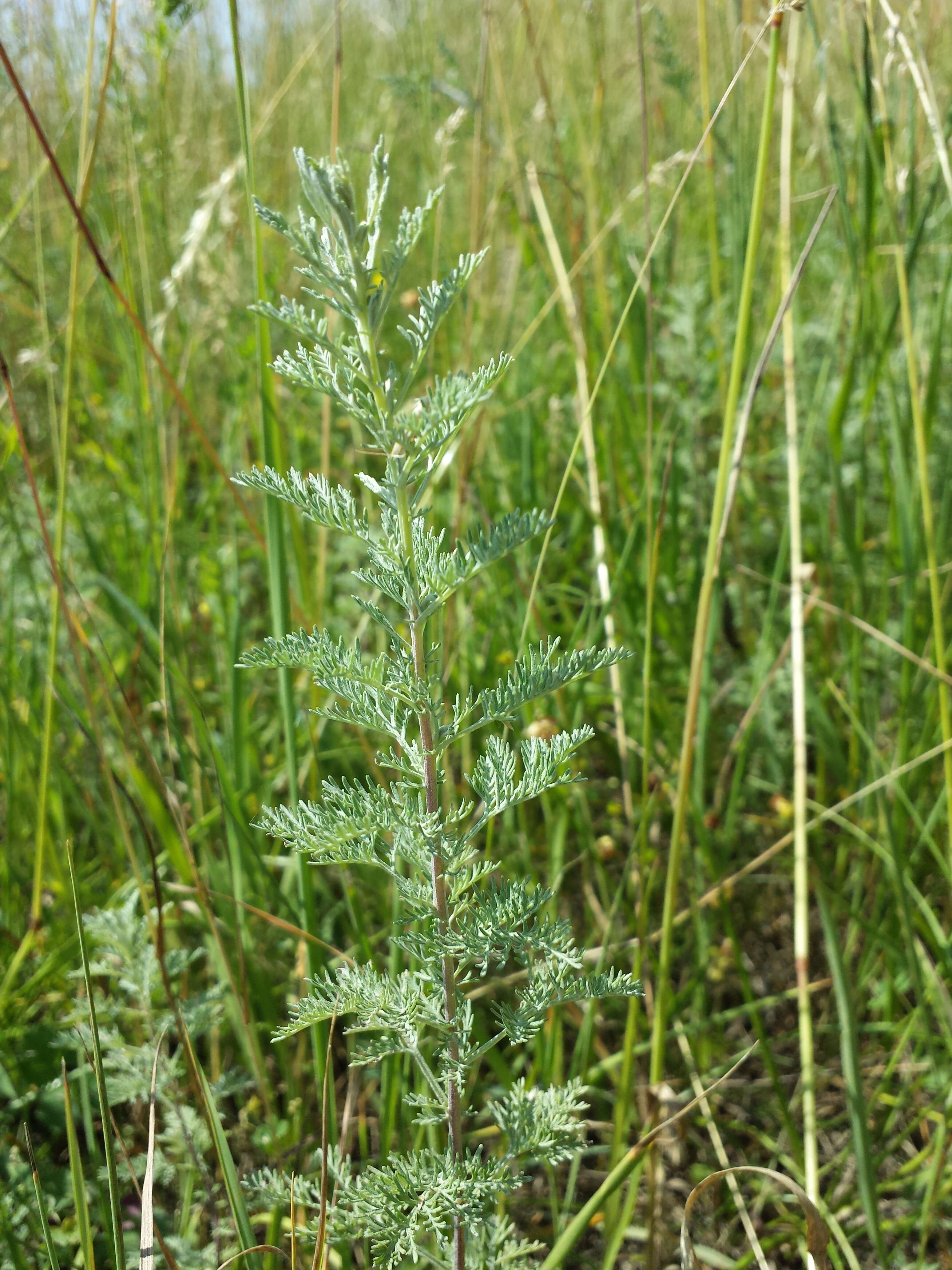 Image of Roman wormwood