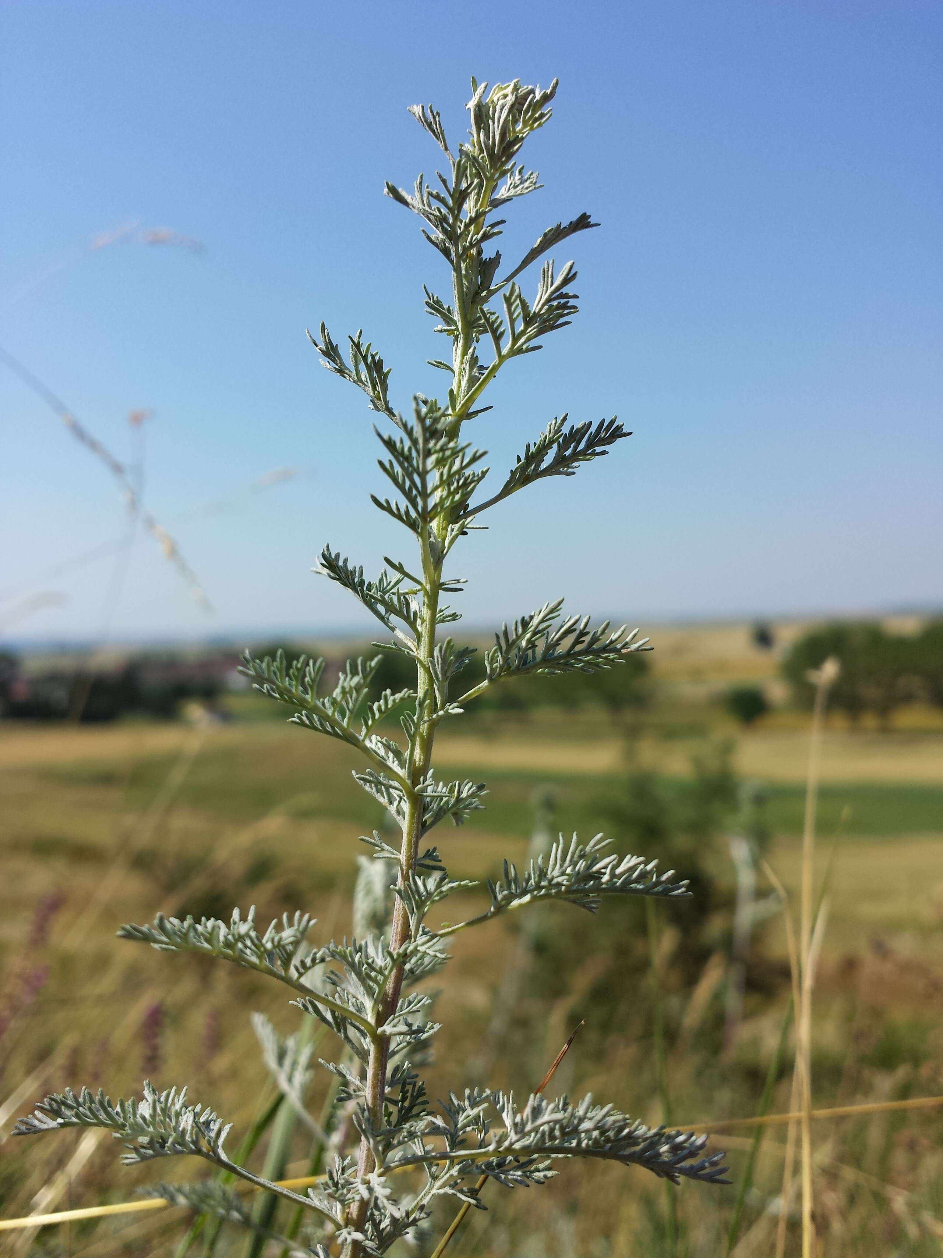 Image of Roman wormwood