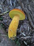 Image of Boletus aurantiosplendens T. J. Baroni 1998