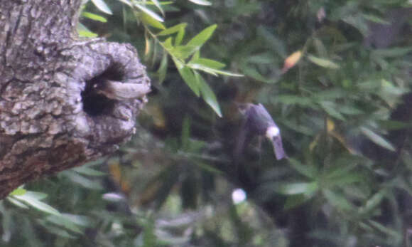 Image of Violet-green Swallow