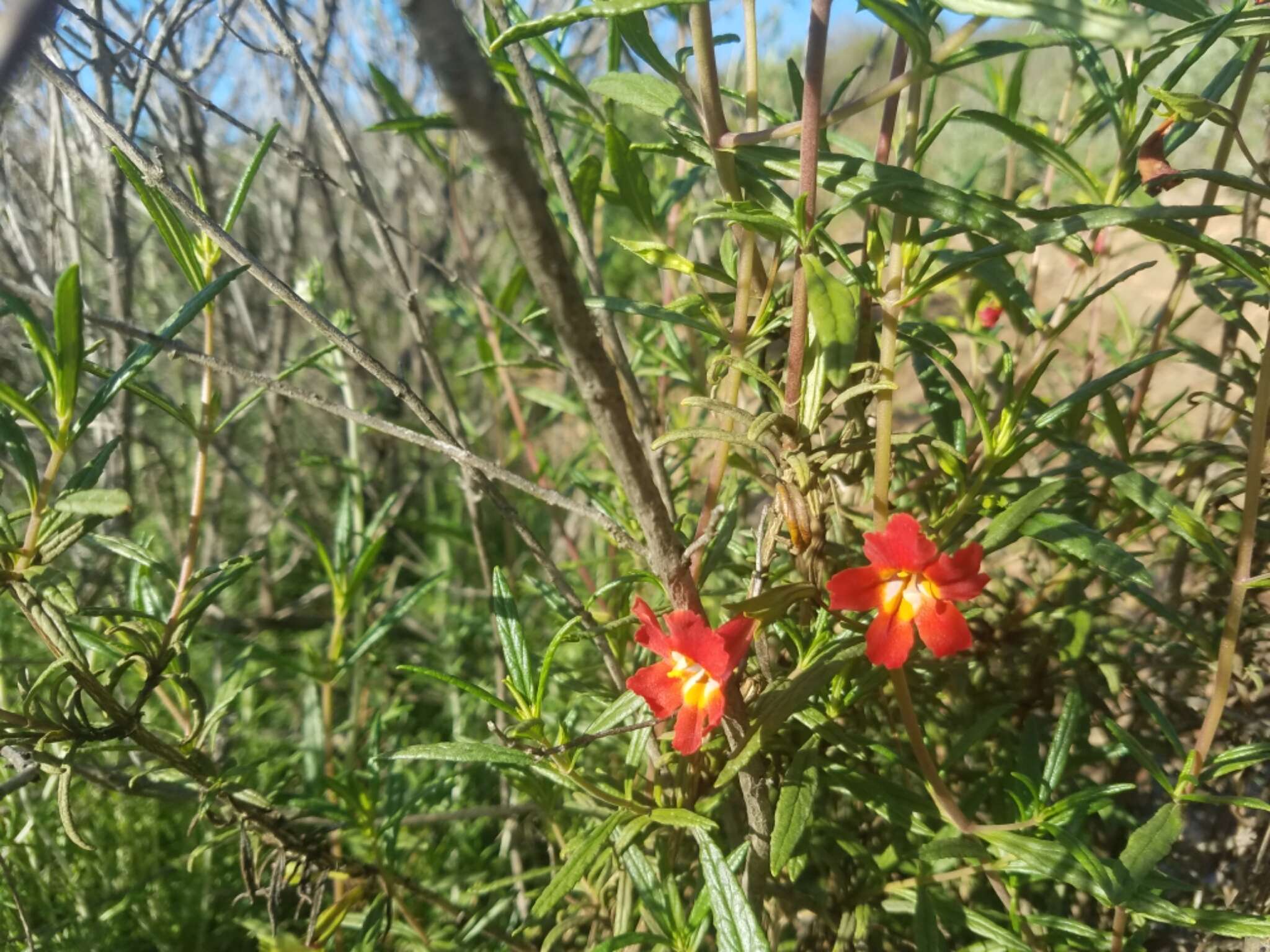 Image of red bush monkeyflower