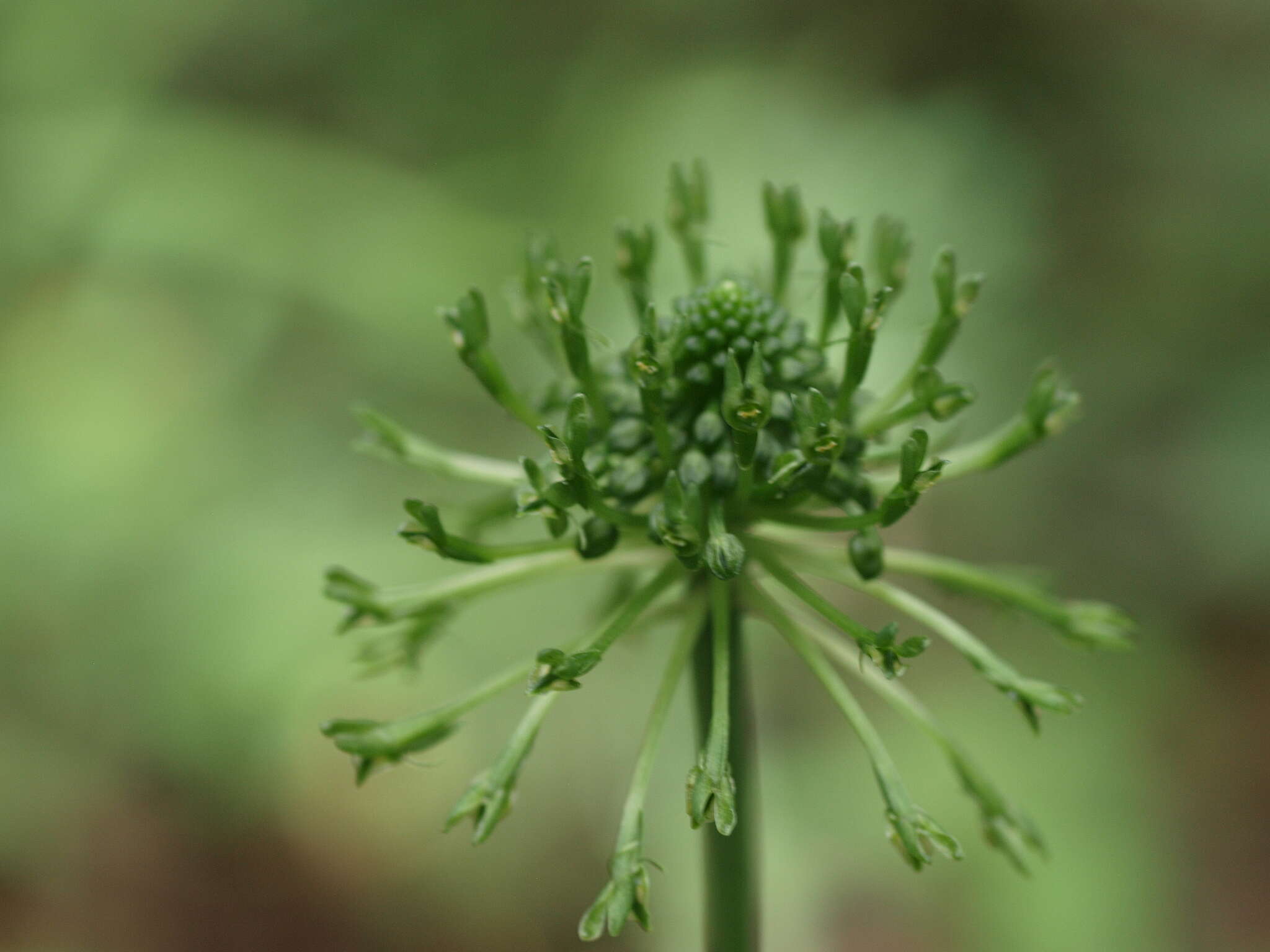 Image of Malaxis crispifolia (Rchb. fil.) Kuntze