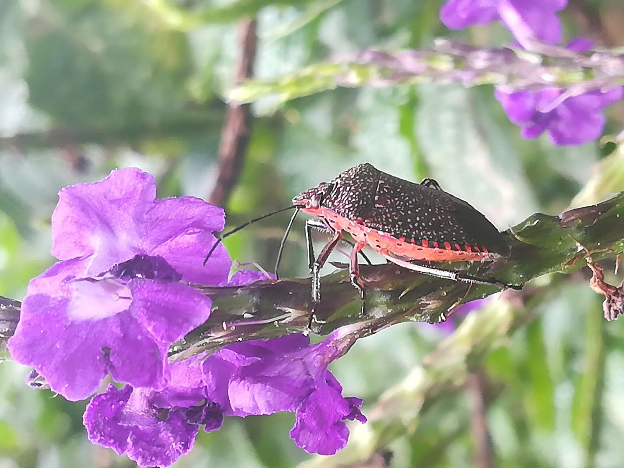 Image of Stink bug