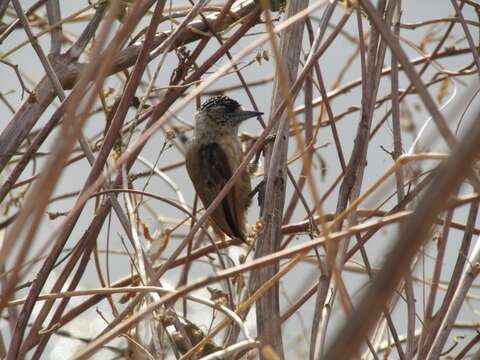 Image of Ochraceous Piculet