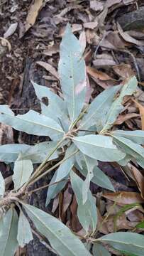 Image of Quercus hypophaea Hayata