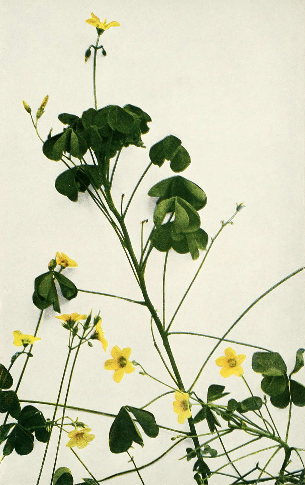 Image de Oxalis stricta