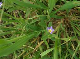 Image of Convolvulus pentapetaloides L.