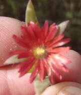 Image of Delosperma acuminatum L. Bol.