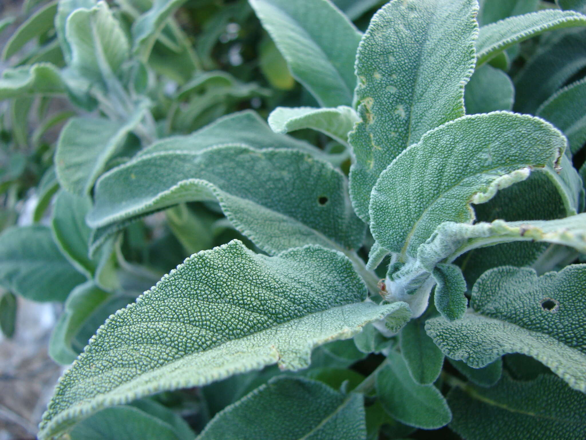 Imagem de Salvia officinalis L.