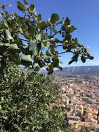 Image of Holm Oak