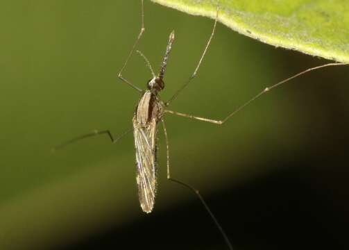 Image of Anopheles pseudopunctipennis Theobald 1901