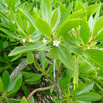 Image of Myoporum crassifolium G. Forst.